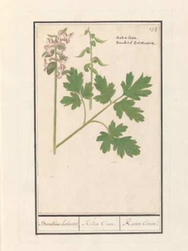 Hollow-root (Corydalis cava)