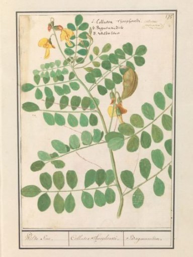 Lentil (Lens culinaris)