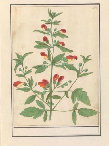 Figwort, possibly Knopig figwort (Scrophularia nodosa)