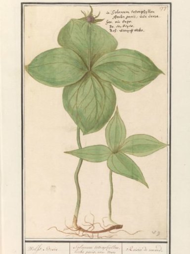 Herb Paris (Paris quadrifolia)