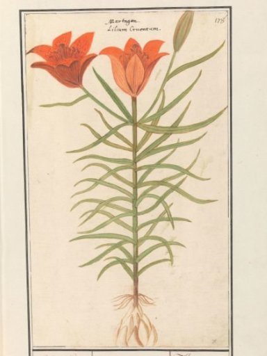 Red lily (Lilium)