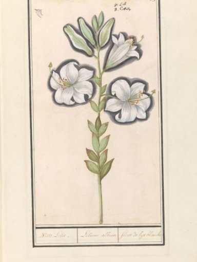 White lily (Lilium candidum)