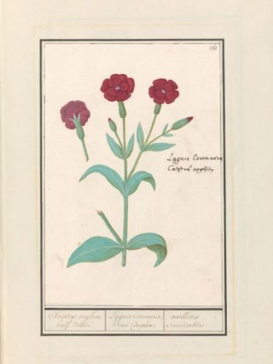 Catchfly (Lychnis) or Blunt-nosed catchfly (Lychnis coronaria)