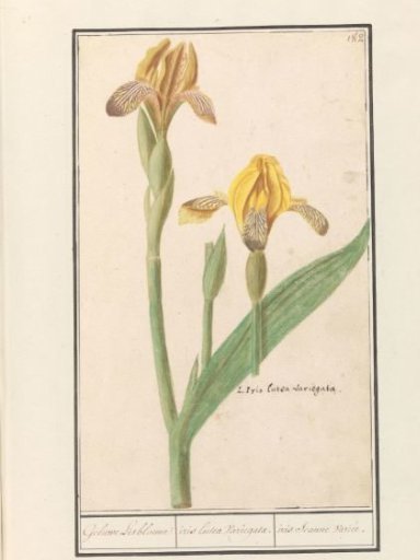 Yellow flag (Iris pseudacorus)