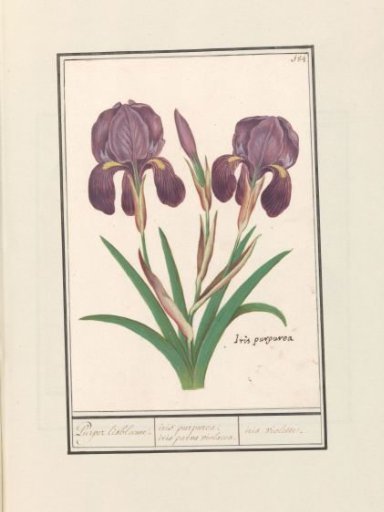 Purple iris (Iris germanica)