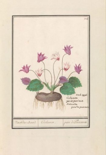 Cyclamen (Cyclamen)