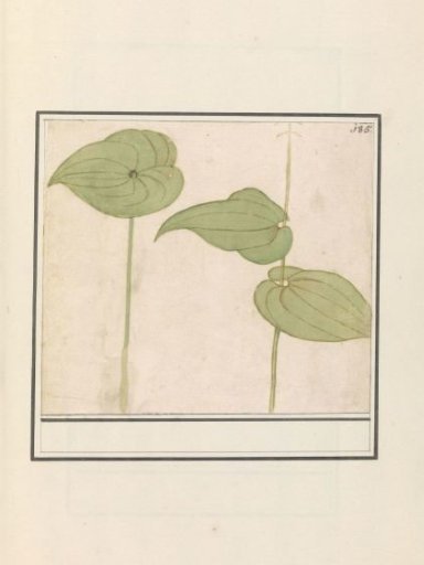Unknown plant