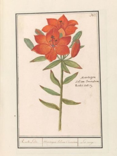 Red lily (Lilium)