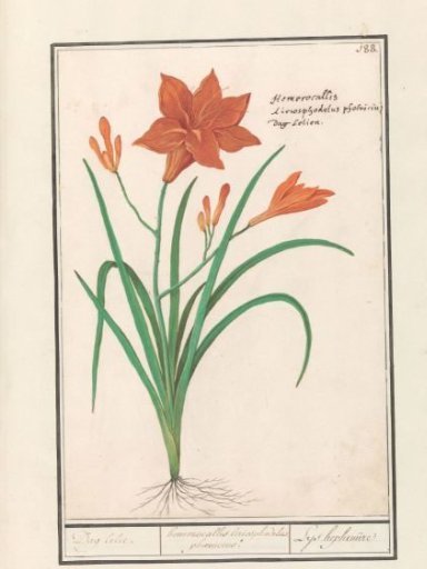 Orange daylily (Hemerocallis)