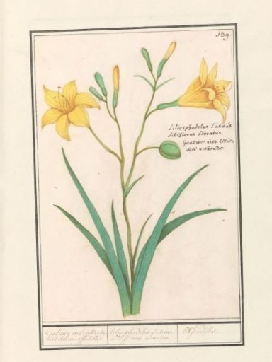 Yellow lily (Lilium)