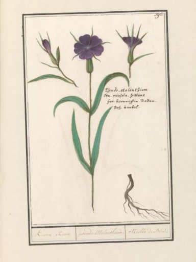 Corn cockle (Agrostemma githago)
