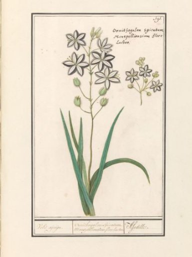 Asphodel (Asphodelus)