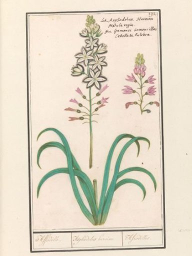 Asphodel (Asphodelus)