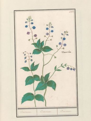 Common speedwell or germander speedwell (Veronica chamaedrys)