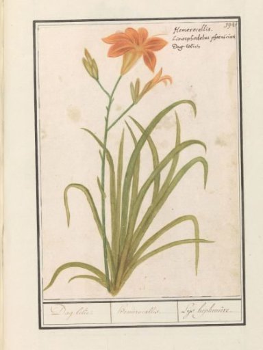 Orange daylily (Hemerocallis)