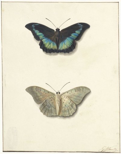 Top and Bottom View of a Butterfly