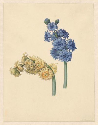 Two Hyacinths