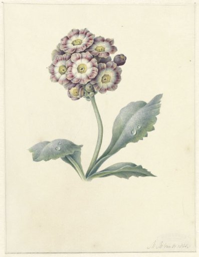 Flower Study
