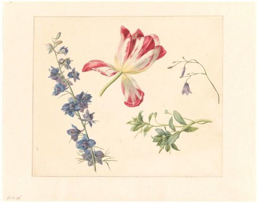 Flower studies