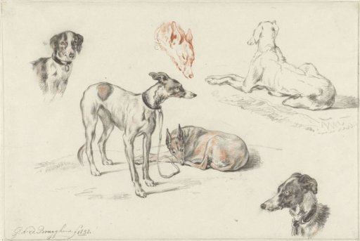 Studies of dogs