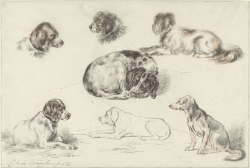Studies of Dogs