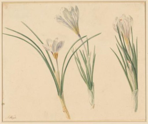 Three Studies of Crocuses