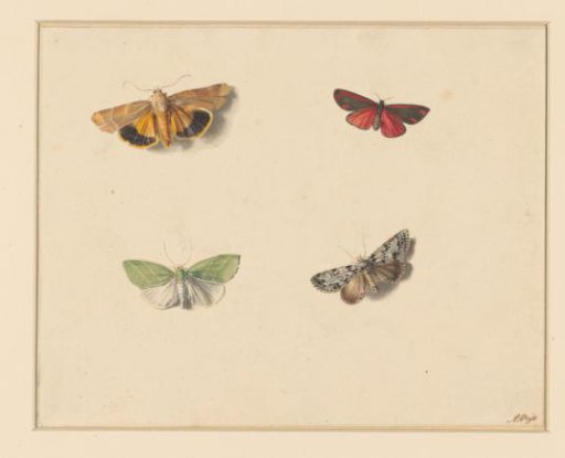 Four Butterflies