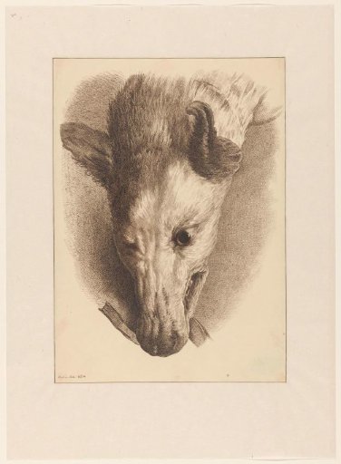 Head of a fox