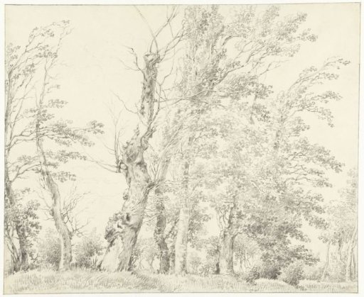 Tree study
