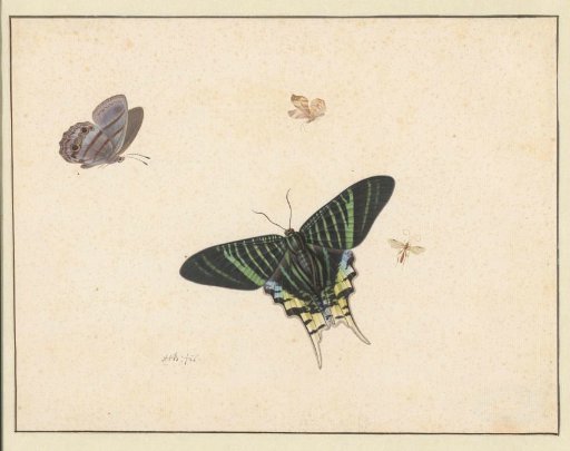 Three Butterflies and a Wasp or Fly
