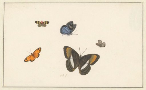 Five Butterflies