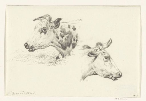 Two studies of the head of a cow