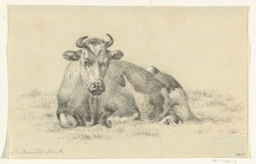 Reclining cow, facing left