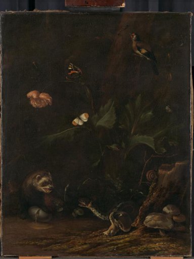 Animals and Plants