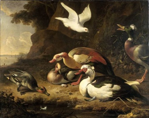 Ducks