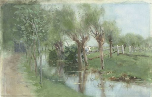 Pollard willows by a ditch