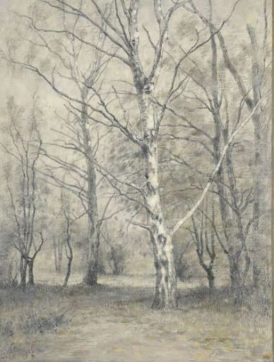 Woodland with birch trees
