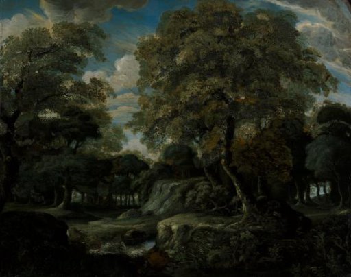 View in the Woods