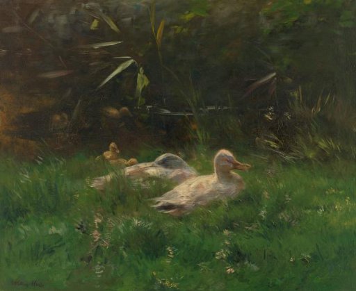 Ducks