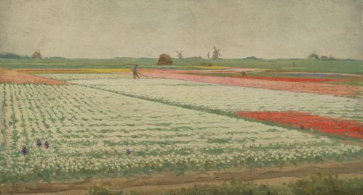 Tulip Fields