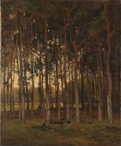 View in the Woods