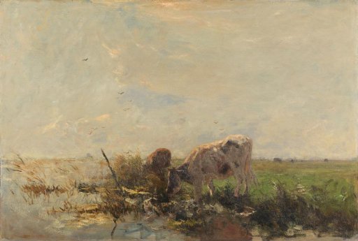 Cows by a pool