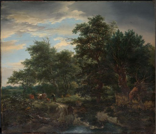 Forest view