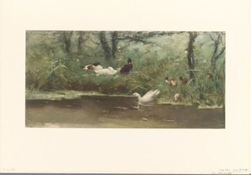 Ducks by the Canal