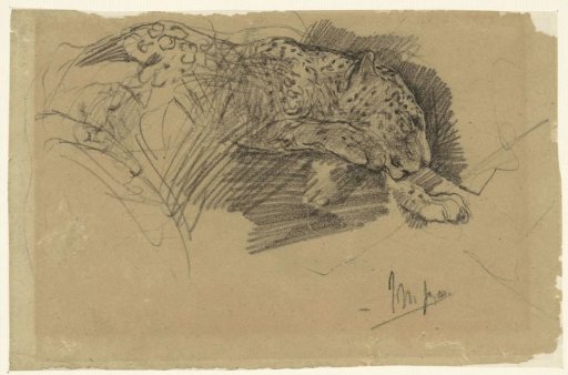 Studies of a Leopard