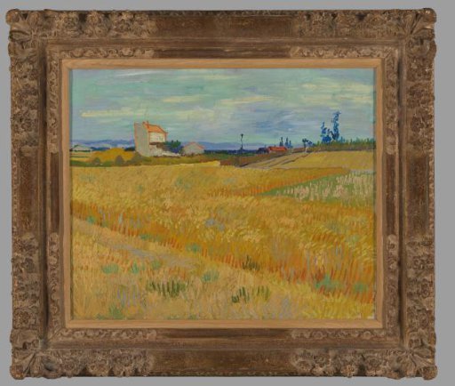 Cornfield