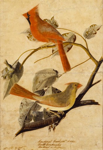 Cardinal Grosbeak