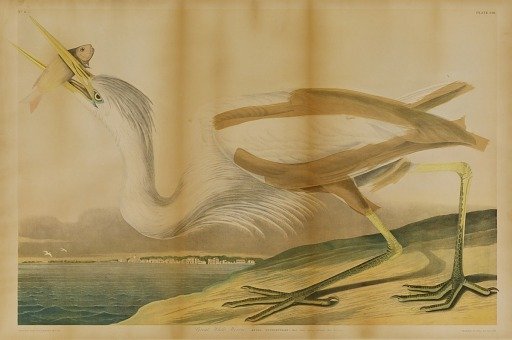 Great White Heron