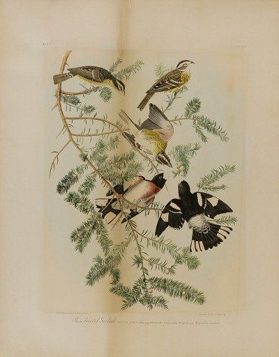 Rose-Breasted Grosbeak