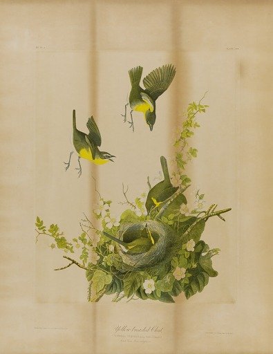 Yellow-Breasted Chat